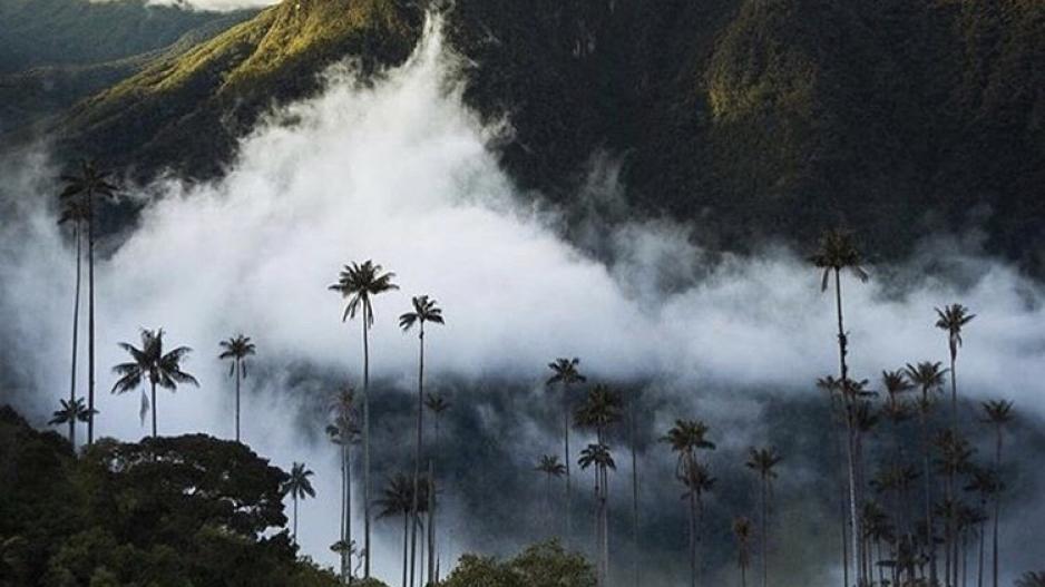 Salento, Valle del Cocora Salento, Valle del Cocora